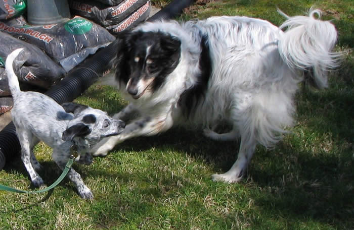 Mitch and Gracie play by the mulch pile