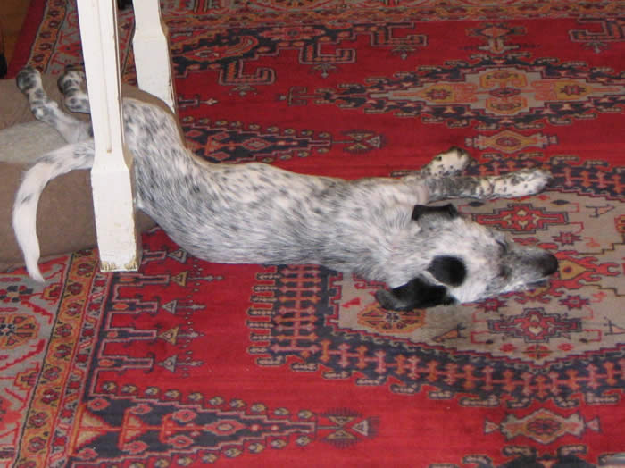 Gracie spilling out of the cat bed