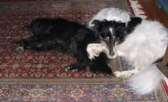 Mitch on his Katie pillow