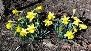 Daffodil patch 3-10-14