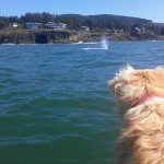 Kida watching whales, Depoe Bay, Oregon, September 2014