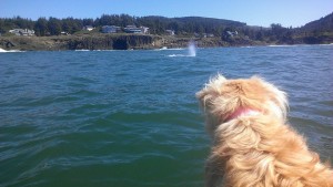 Kida watching whales, Depoe Bay, Oregon, September 2014